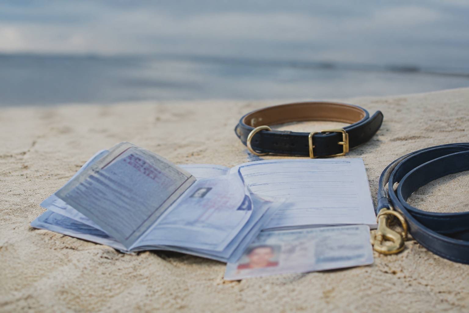 Carnet de vaccination et documents de garde flous avec collier et laisse