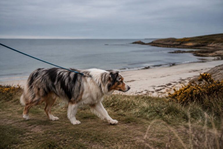 Promeneur de chien à Vannes : fréquence, durée, tarifs