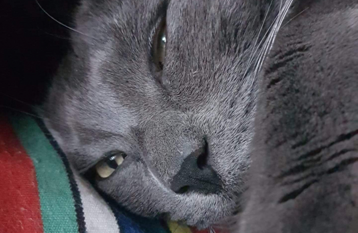 bibi