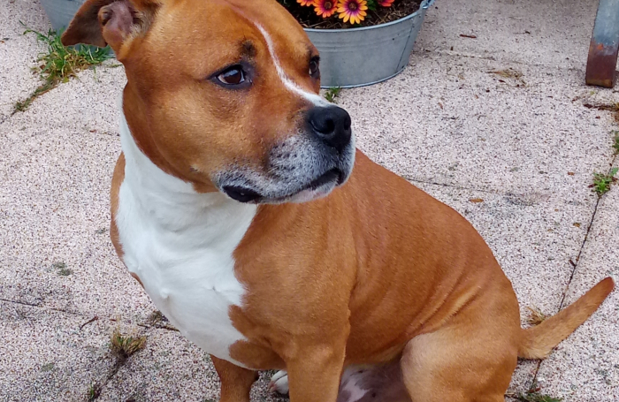 herko 1