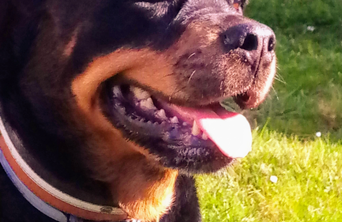 izzie